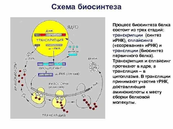 Схема биосинтеза белка