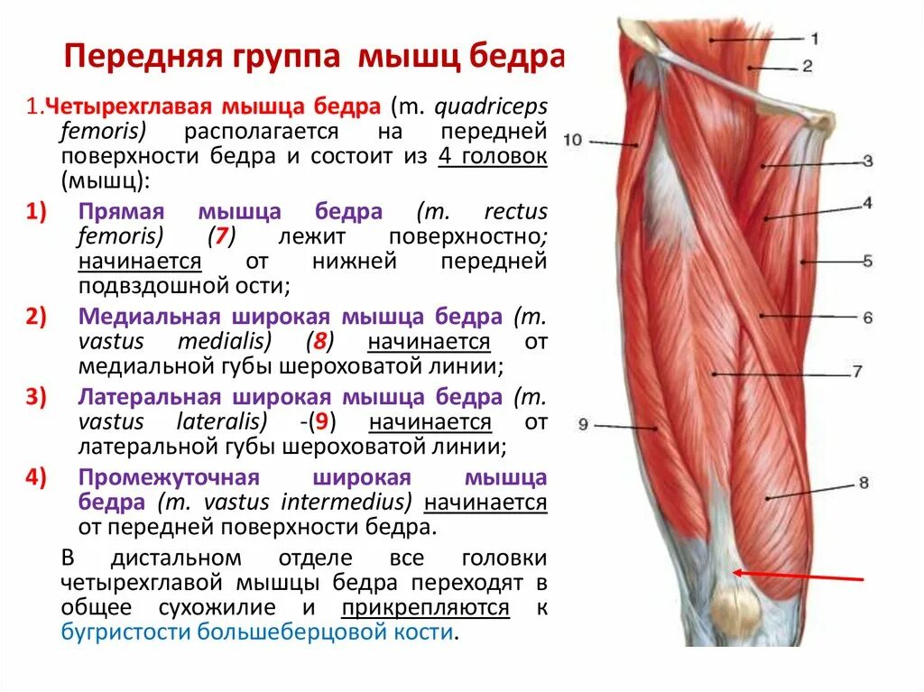 Функции приводящих мышц. Передняя группа мышц бедра:передняя группа мышц бедра. Передняя группа мышцы бедра медунивер. Задняя группа мышц бедра анатомия. Мышцы бедра передняя группа анатомия.