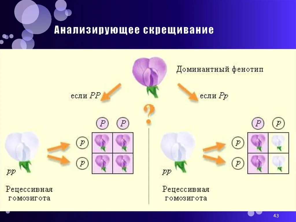 Анализирующим скрещиванием устанавливают генотип. Анализирующее скрещивание фенотип. Схема анализирующего скрещивания. Анализирующее скрещивание пример. Что значит анализирующее скрещивание.