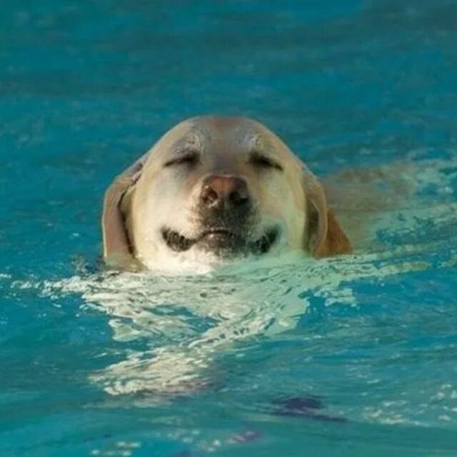 Учи рыбу плавать а собаку лаять. Лабрадор в бассейне. Собака плывет. Плавающие породы собак. Плавание по собачьи.