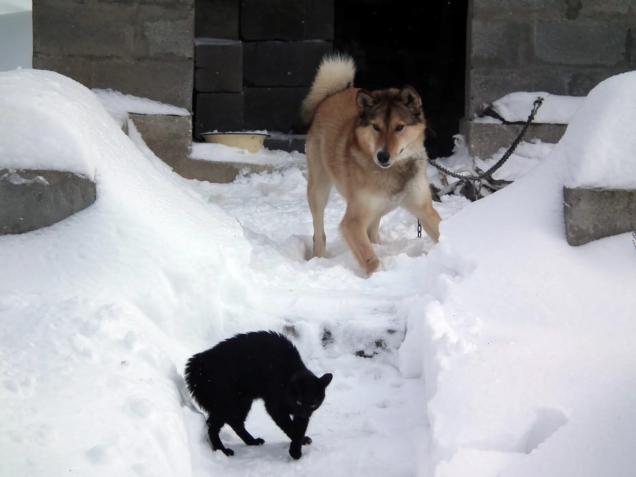 Погода зверей 1. Февраль животные. Собаки и кошки зима. Сибирский пес кошка. Вражда кошек и собак.