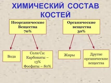 Состав кости органические вещества