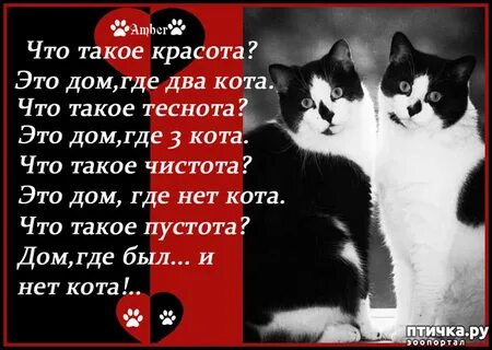 Что такое кот 2