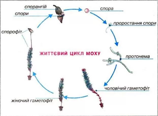 Этапы жизненного цикла мхов. Жизненный цикл мха Кукушкин лен схема. Жизненный цикл кукушкиного льна цикл. Цикл развития моховидных схема. Жизненный цикл мха Кукушкин лен.