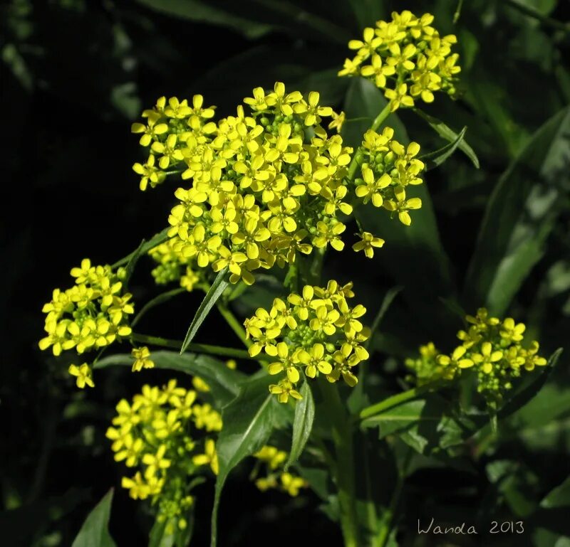 оливия сурепка и император. сурепка пастушья. к какому классу относится сурепка. сурепица обыкновенная описание. сурепка обыкновенная.