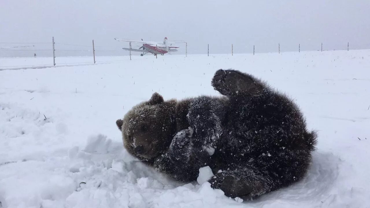 Медведь в зимнем лесу. Бурый медведь зимой. Медведь зимой. Упала в снег медведь проворно. Итак она звалась татьяной картина.