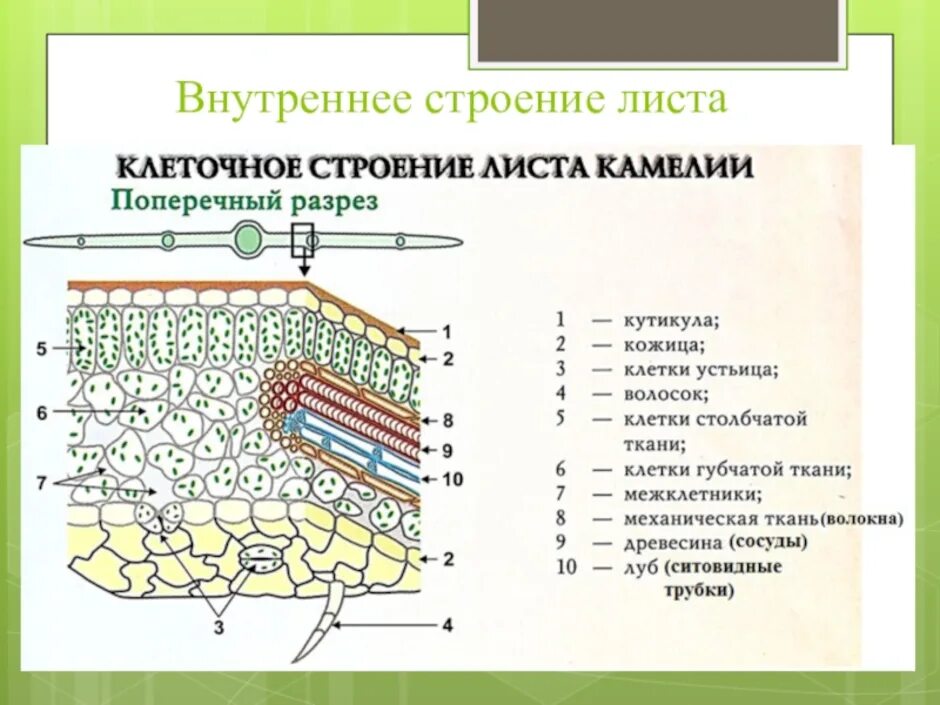 В состав какой ткани входят клетки. Схема внутреннего строения листа биология. Схема внутреннего строения листа биология 6. Схема внутреннего строения листа биология 6 класс. Схема внутреннего строения листа на поперечном разрезе биология 6.