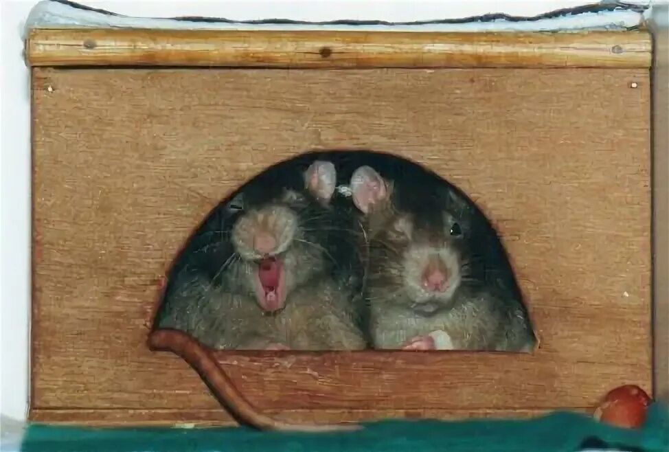 как видят мыши