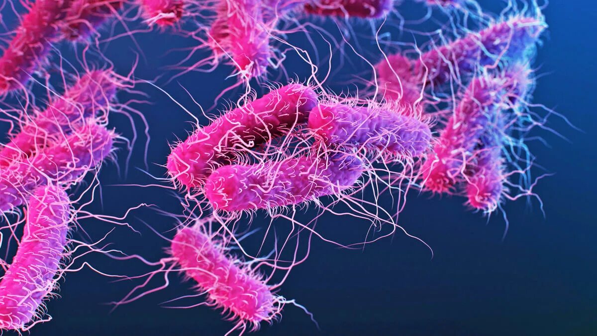 An almost untreatable bacteria that causes a stomach bug is on the rise, CDC say