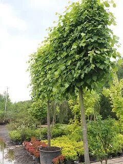 Tilia cordata komsta mini