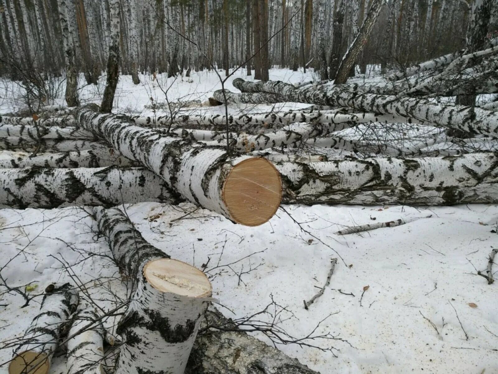 Черные лесорубы. Срубленная береза. Спиленный лес берез. Вырубка берез. Рубить березу