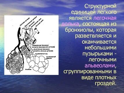 Наименьшая структурно функциональная единица