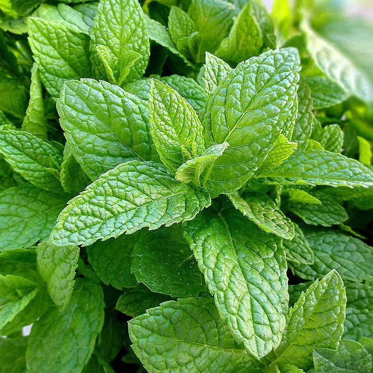 Королевская мята. Мята spearmint. Мята перечная куст. Мята большая садовая. Мята круглолистная ананасминце.