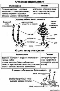 Систематика хвоща