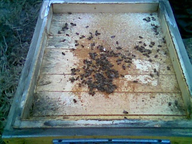 Пчеловодство нуклеусы. Вентиляция улья. Роение пчел на пасеке. Пчеловодство в финляндии методы. Леток улья.