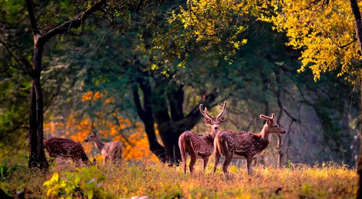 National wildlife. Национальный парк Канха. Национальный парк Канха в Индии. Национальный парк Форесте-Касентинези. Корбетт национальный парк.