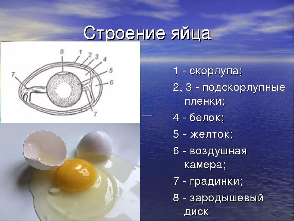 Иерархия скорлупа