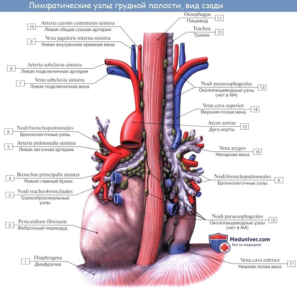 Латеральные аортальные лимфатические узлы. Париетальные лимфатические узлы грудной полости анатомия. Лимфатические узлы грудной полости анатомия лимфоотток. Лимфатические сосуды грудной полости анатомия. Лимфоузлы пищевода