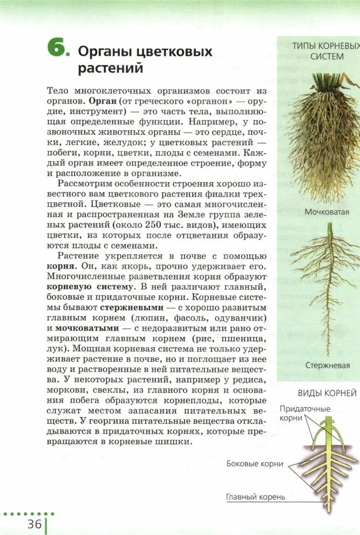 Корневая система цветковых растений. Особенности строения мочковатой корневой системы. Мочковатая корневая система Размеры. Растения с мочковатой корневой системой. Растения с мочковатой и стержневой корневой системой.