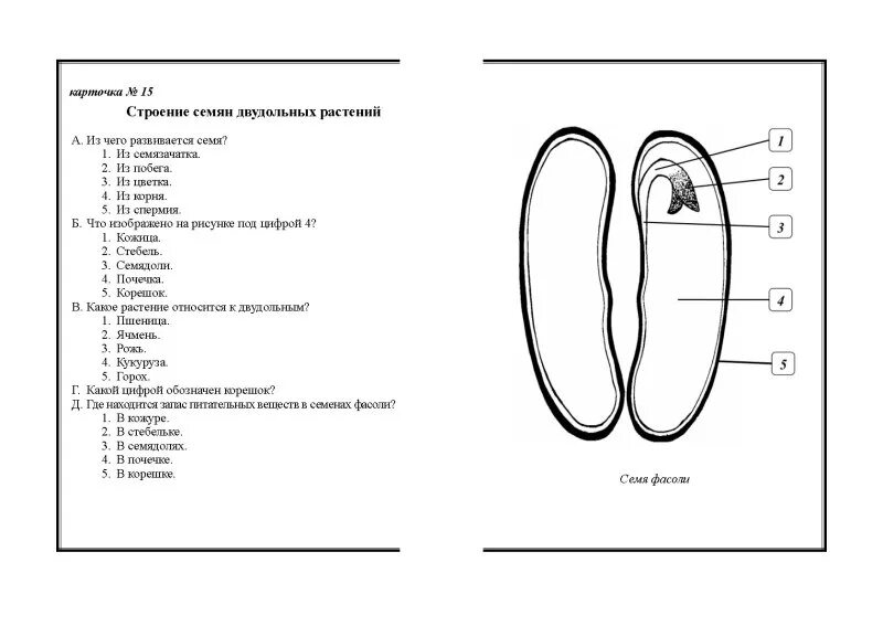 Тест по биологии 6 класс строение семян. Тест по теме строение семян. строение семян по биологии 6 класс. тест по биологии 6 класс строение семян с ответами. строение семени 7 класс биология.