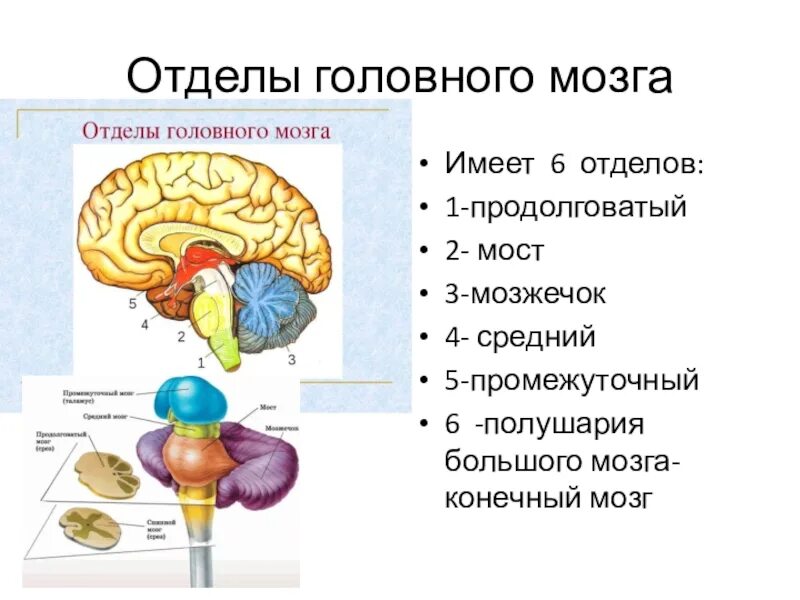 Задний головной мозг включает отделы