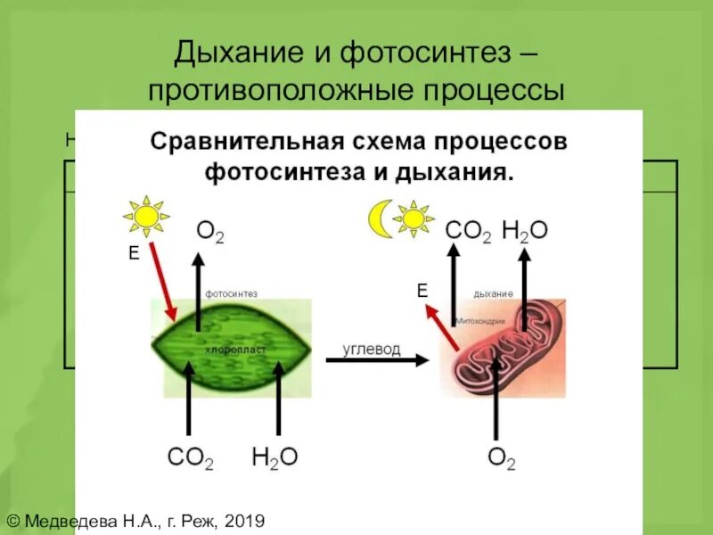 Таблица фотосинтез и дыхание растений 6 класс. Дыхание процесс противоположный фотосинтезу. Сравнительная схема процессов фотосинтеза. Фотосинтез и дыхание растений. Схема фотосинтеза и дыхания.