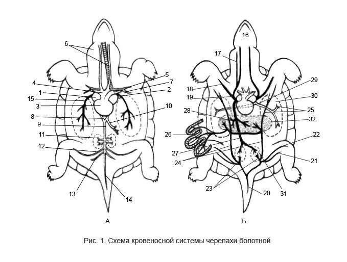 Круг кровообращения черепахи. Кровеносная система черепахи схема. Строение кровеносной системы черепахи. Кровеносная система Болотной черепахи. Строение сердца черепахи.