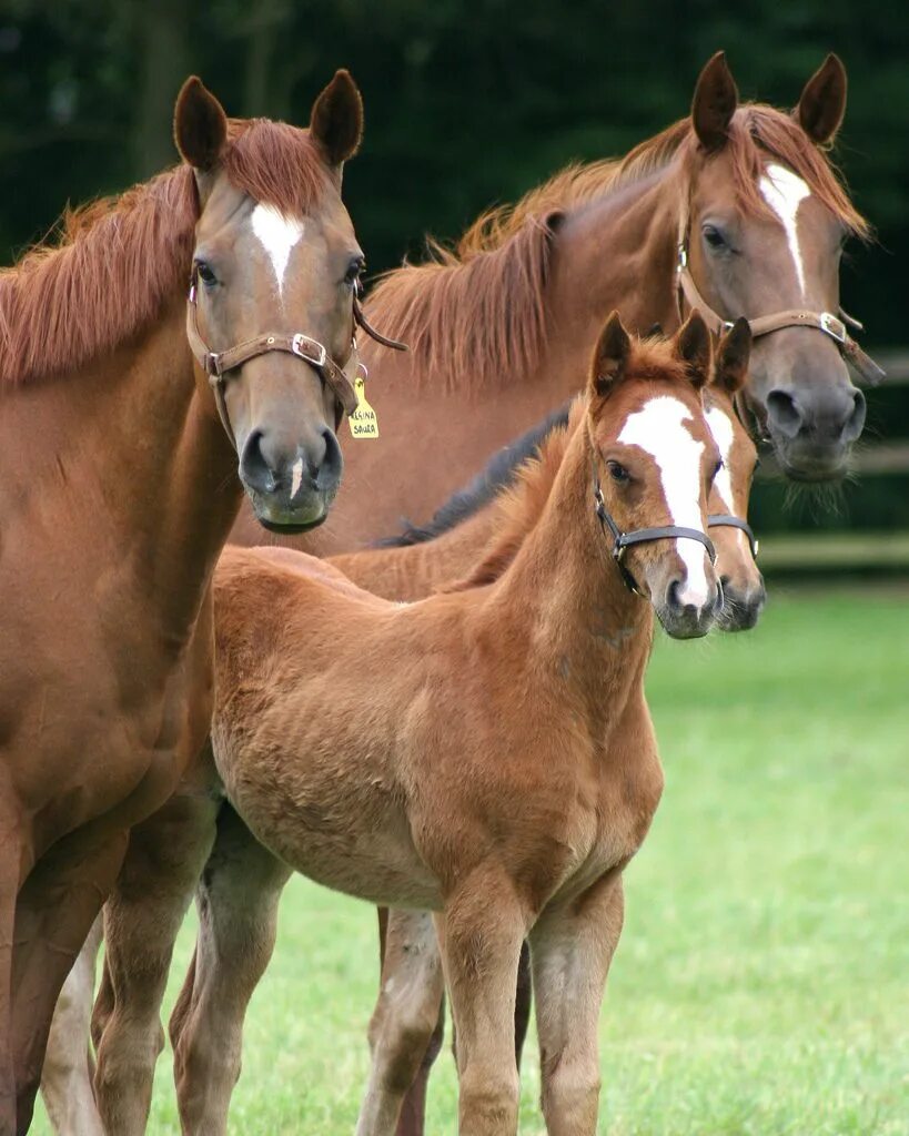 Horse family