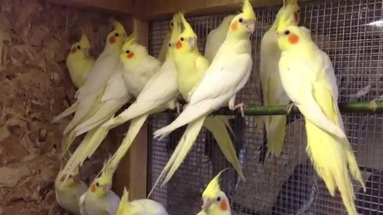 Корелла окрас лютино. Корелла 1. Попугай корелла. Корелла магазин. Корелла с какариками.