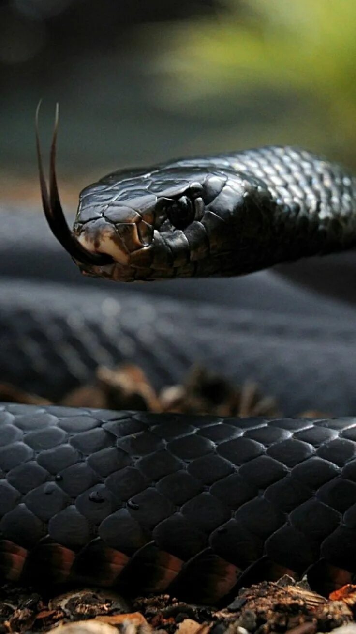 Snake x. Чёрная мамба змея. Черный Аспид змея. Черная мамба и Королевская Кобра. Ядовитая змея черная мамба.