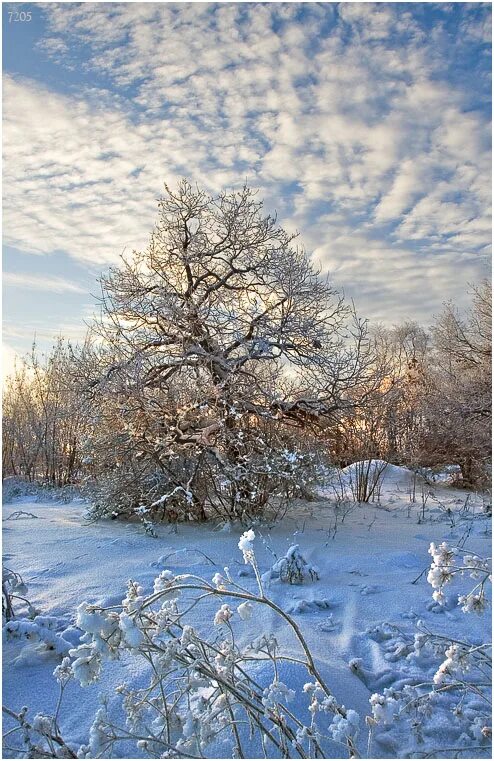Существование декабрь. Существование декабрь. Существование декабрь. Прокопьев день (вехостав, прокопий зимний). Декабрь пейзаж.