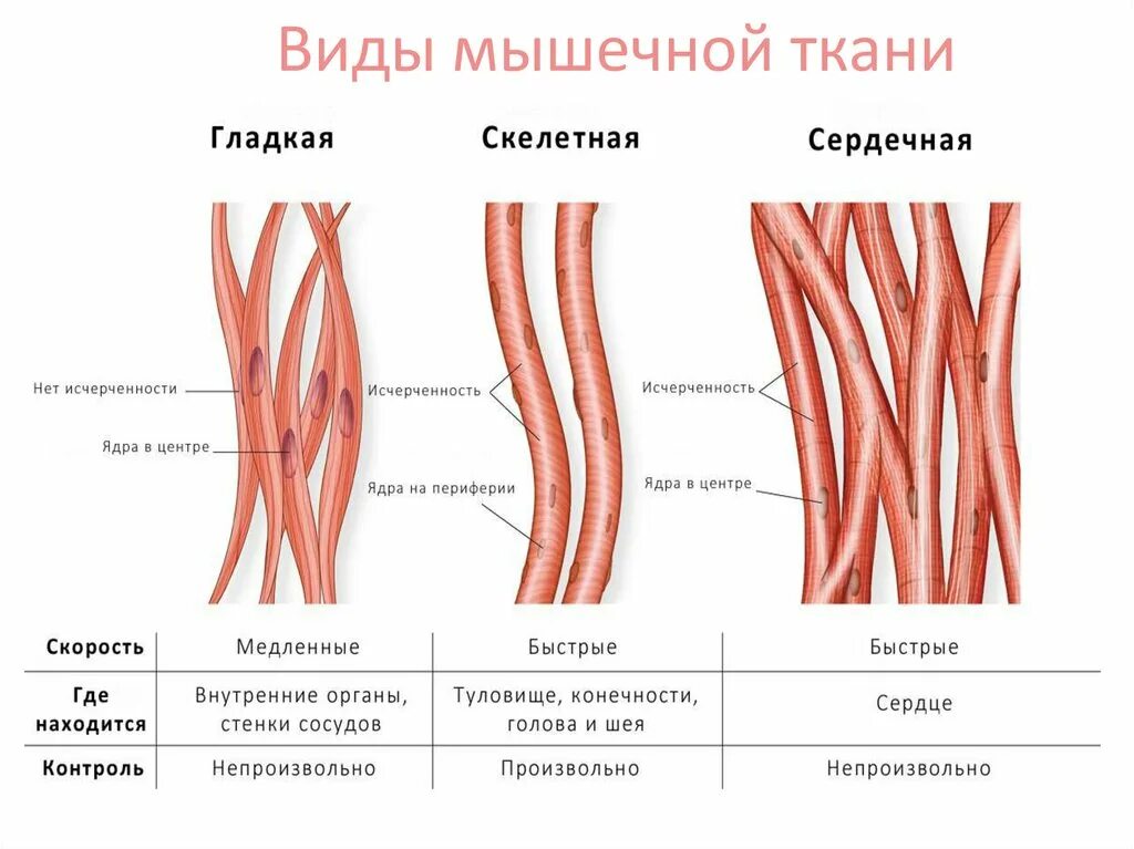 Мышцы мышечной ткани. Мышцы мышечной ткани