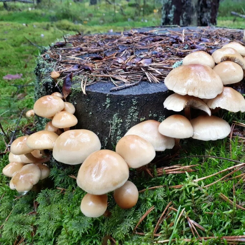 Опенок серопластинчатый. Опенок серопластинчатый Hypholoma capnoides. Опята Лесные пеньковые. Гриб ложноопёнок кирпично красный. Поганка на пне