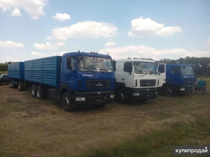Маз 6312 зерновоз с прицепом. Маз 6312 зерновоз. Новый маз 6312 зерновоз. Маз 6312 бортовой зерновоз. Маз-65012j-8535-000 зерновоз.