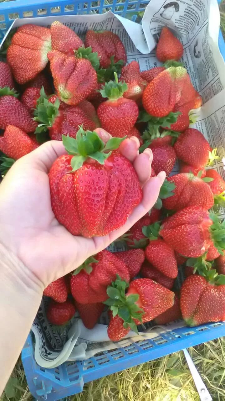 Семена клубники. Огромная клубника. Клубника супергигант описание. Семена крупной клубники. Ремонтантная клубника мерлан.