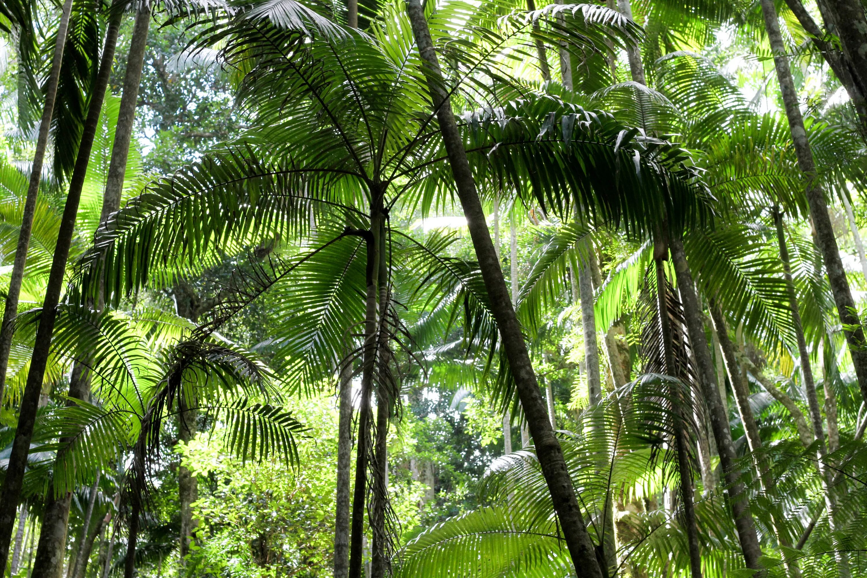 Масличная Пальма влажных экваториальных лесов. Пальмы тропических лесов Африки.
