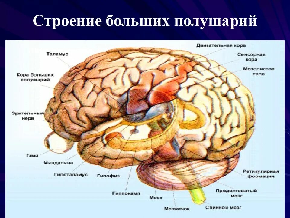 Какие отделы имеют полушария. Большие полушария головного мозга строение. Строение больших полушарий головного мозга. 8 Класс. Большие полушария головного мозга структура. Внутреннее строение полушарий головного мозга.