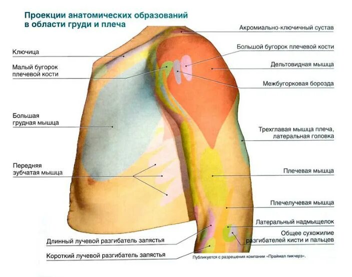 Передне-задняя проекция плечевого сустава. Наружная поверхность трети плеча. Внутренняя поверхность плеча анатомия. Задняя поверхность плеч. Внутренняя поверхность плеча