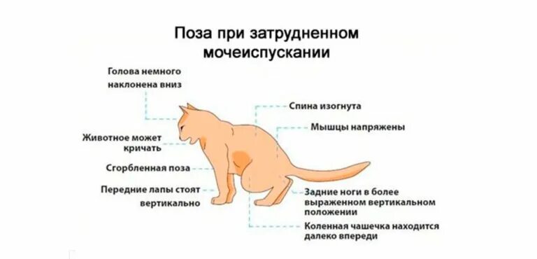 Мочекаменная болезнь у кота. Мочекаменная болезнь у котов у кошек. Мкб мочекаменная болезнь у кошек. Мочекаменная болезнь у кота симптомы. Мочекаменная болезнь у кота симптомы.