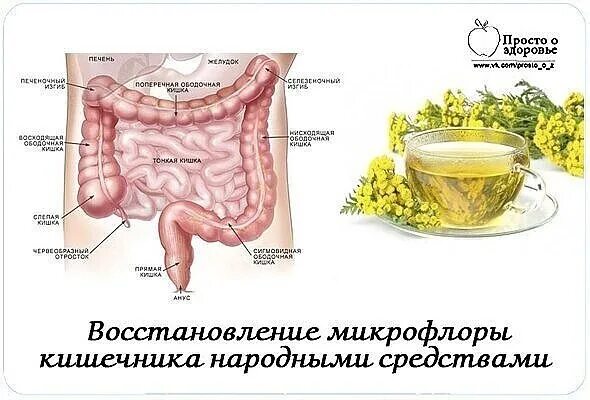 Кишечник народные методы