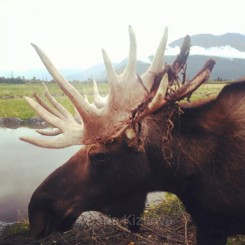 Обитатели аляски. Животные Аляски. Животные обитающие на Аляске. Звери Аляски. Природа и животные Аляски.