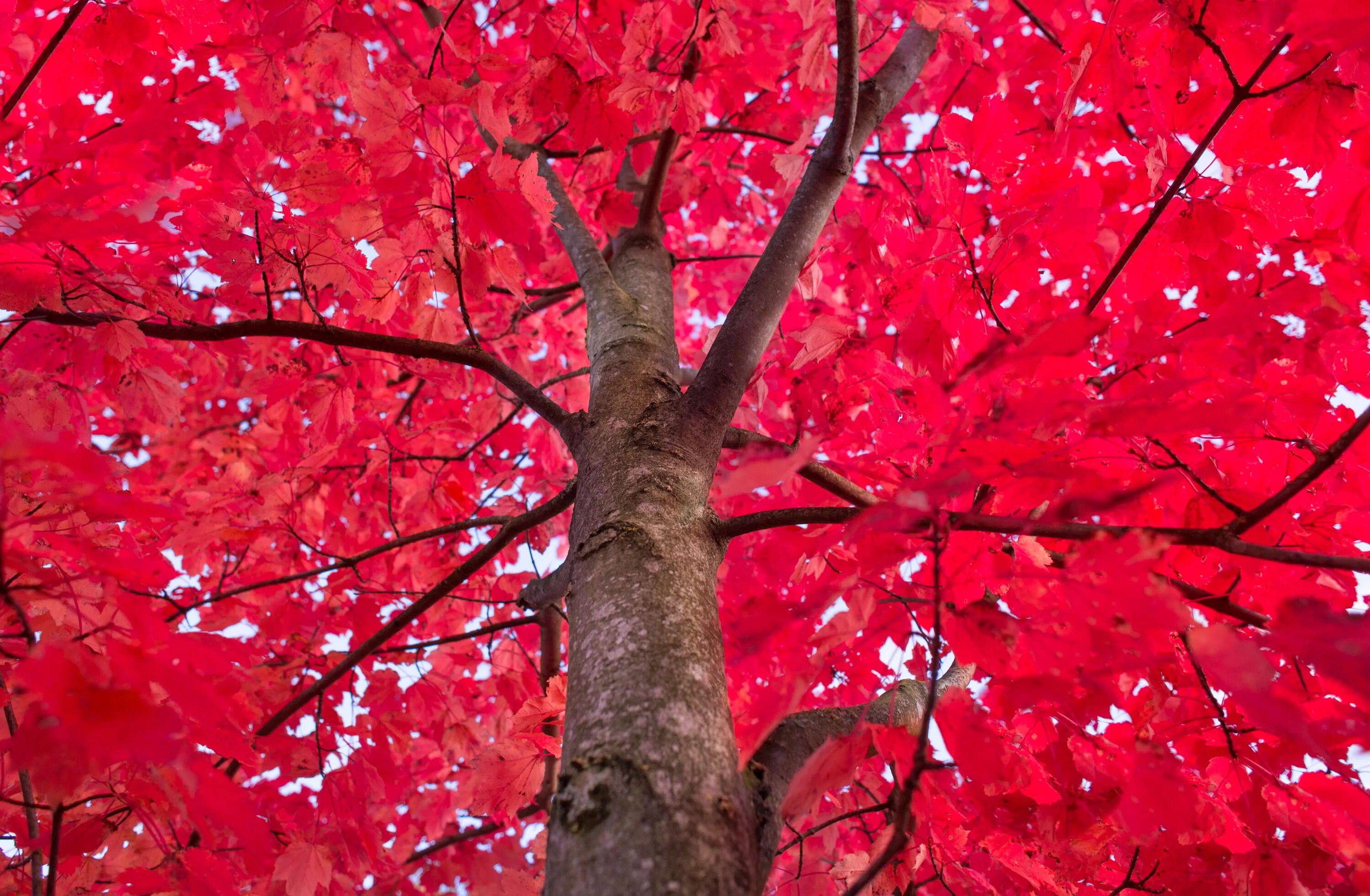 Tree red