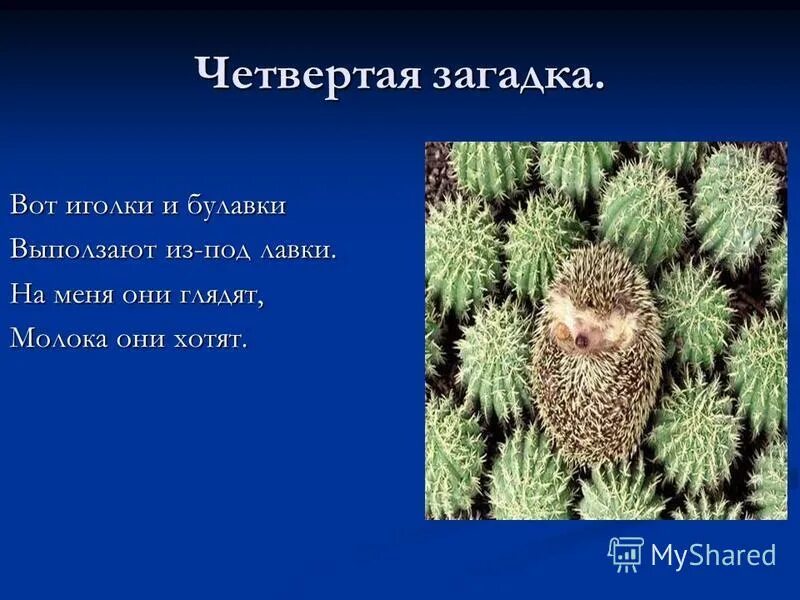 4 загадки