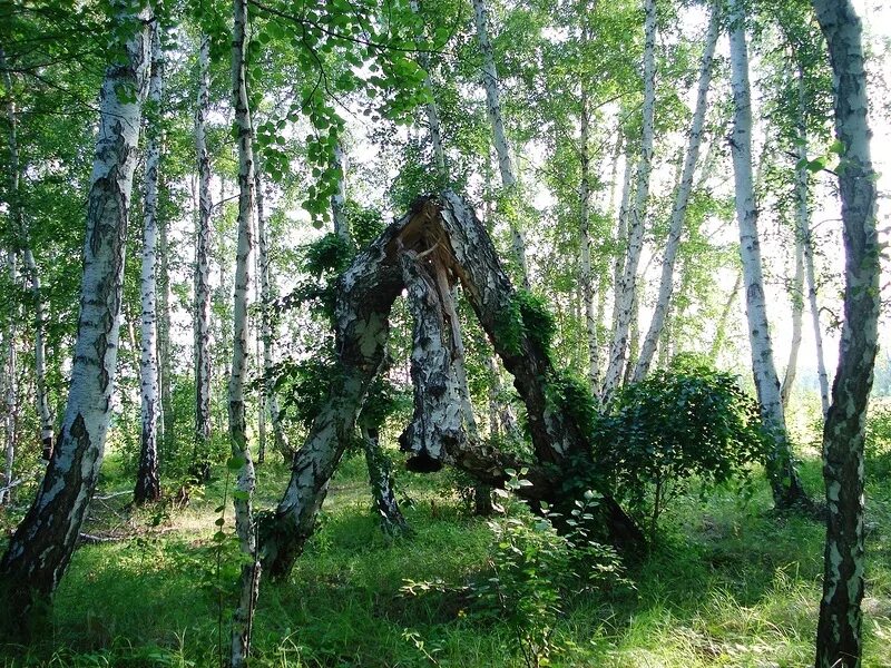 девочка в платочке. россия поля березы церковь. березы на лугу. девочка в платке. зеленая россия.