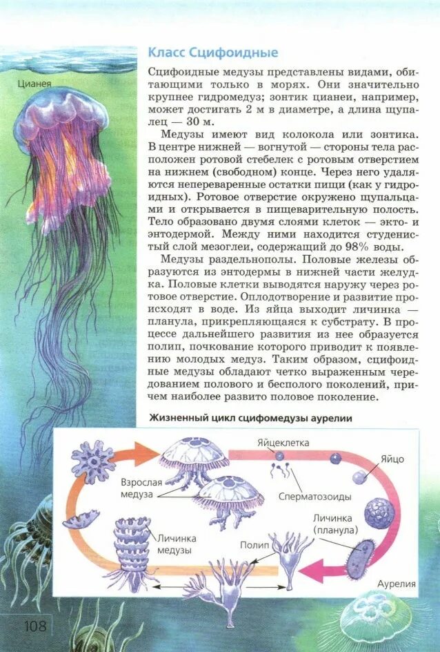 Жизненный цикл сцифоидных кишечнополостных. Жизненный цикл сцифоидной медузы Аурелии. Жизненный цикл сцифоидных медуз. Жизненный цикл медуз половое поколение.