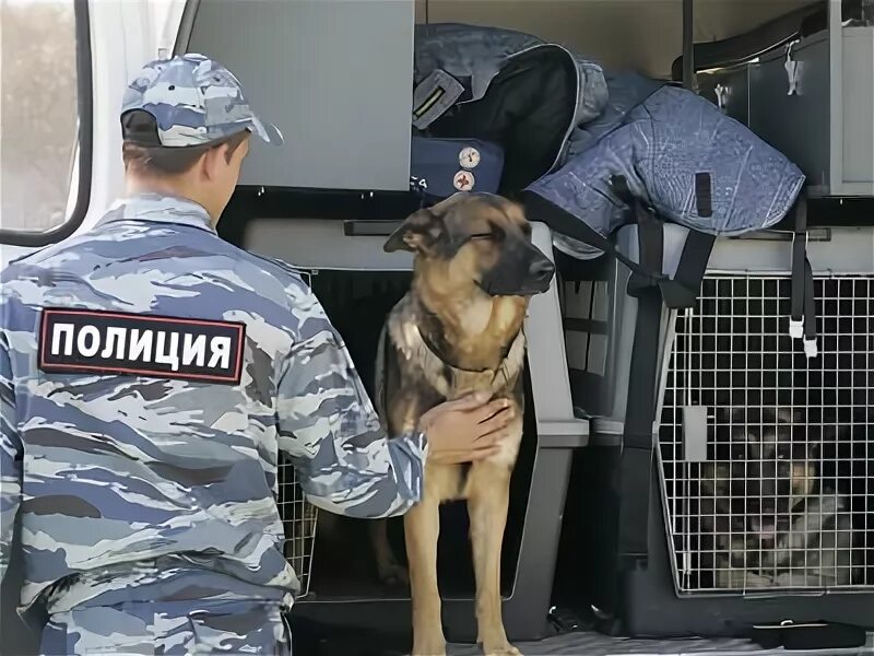 Кинолог в полиции. Кинолог с доберманом. Спецодежда кинолога. Конвой полиции. Конвой собаки.