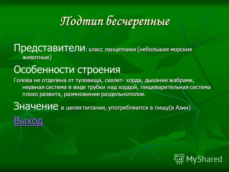 Подтип бесчерепные. Строение нефридия ланцетника. Особенности подтипа бесчерепные. Подтип бесчерепные. Подтип бесчерепные.