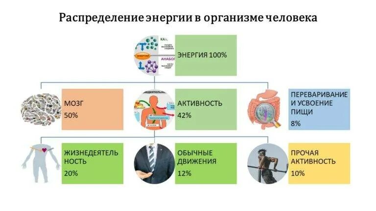 Распределение энергии в организме человека. Виды энергии человека. Перераспределение энергии в организме. Обменные процессы в организме.