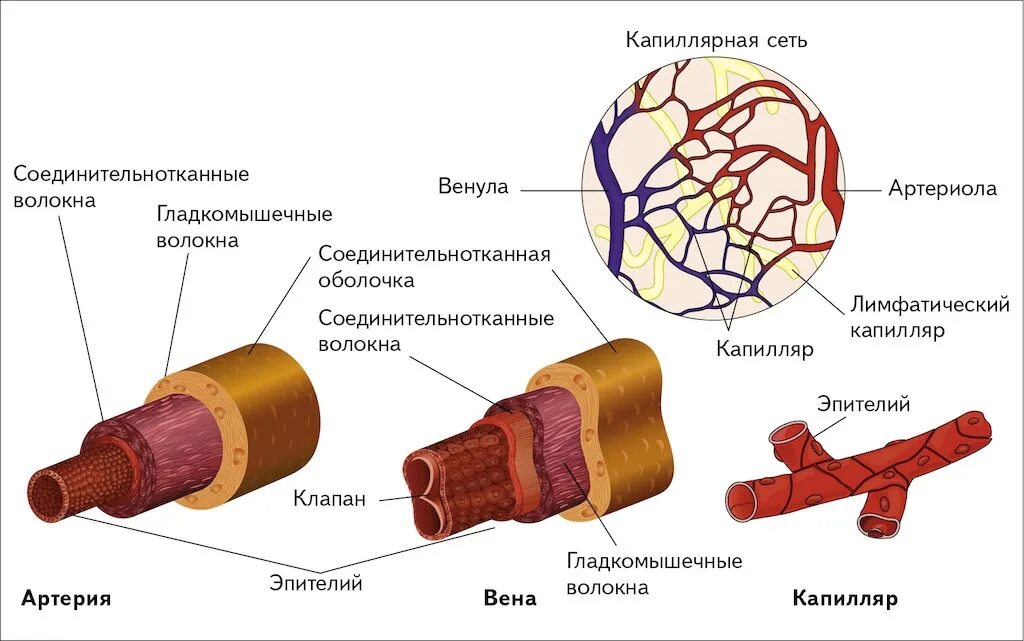 Строение вены рисунок. Строение артерий вен и капилляров анатомия. Строение кровеносных сосудов артерии. Сосуды схема кровеносных сосудов. Строение кровеносных сосудов артерии вены.