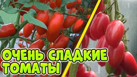 Томат ваше благородие